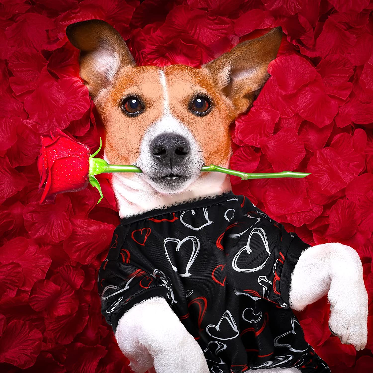 شما 3 تکه لباس سگ مخصوص روز ولنتاین دریافت خواهید کرد