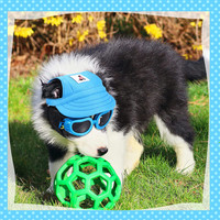 عینک های مخصوص سگ محافظت خوبی دارند که حیوانات خانگی را به طور ایمن از نور خورشید، باد و گرد و غبار دور نگه می دارد