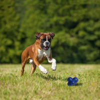     اسباب بازی توپ سگ با پرش نامنظم به توسعه چابکی سگ ها کمک می کند و چالش واکشی و تعقیب را افزایش می دهد.
