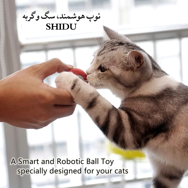 باید سطح را متناسب با روحیه و تناسب حیوان را انتخاب کنید و آن را روی Playboard بگذارید.