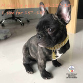 شاید حیوان خانگی شما هنوز یک سوپراستار نباشد. اما یک جواهرات خوب می تواند به حیوان خانگی کمک کند تا زیبایی چندین برابر بخود بگیرد.