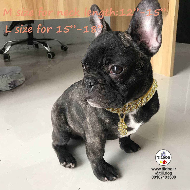 شاید حیوان خانگی شما هنوز یک سوپراستار نباشد. اما یک جواهرات خوب می تواند به حیوان خانگی کمک کند تا زیبایی چندین برابر بخود بگیرد.