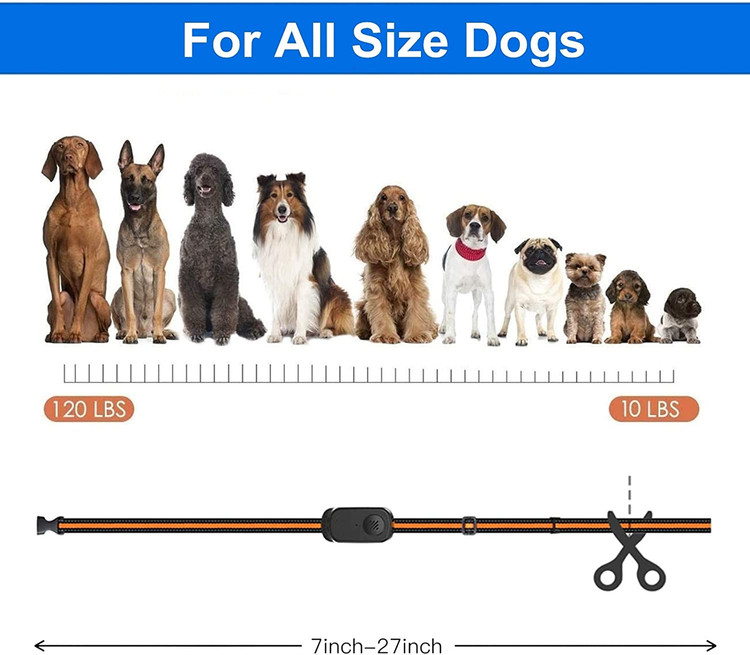 قلاده آموزش سگ، ابزار بسیار موثر آموزش سگ ما در مراحل اولیه آموزش سگ است.