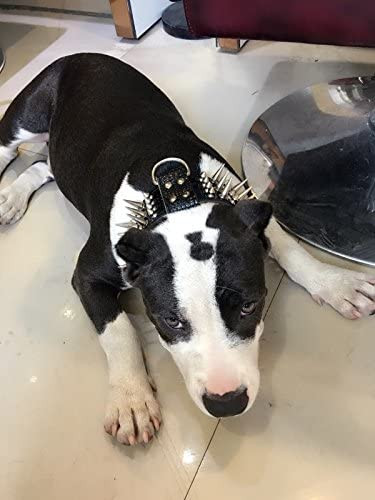 ما بر روی ارائه راه رفتن، آموزش، کشیدن محصولات سگ چرمی با کیفیت بالا تمرکز می کنیم