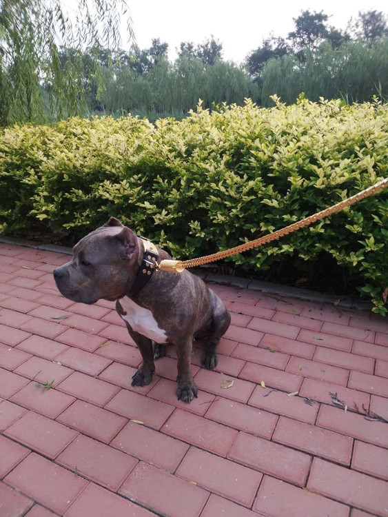 به عنوان یک افسار پیتبول عالی است، بند سگ ما قوی، شیک و راحت است