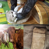 محدوده سنی بزرگسال