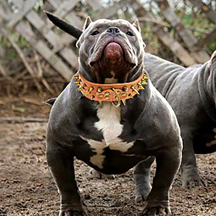 سگهای شما که از این قلاده استفاده میکنند، و همچنین هنگام ملاقات با سگهای وحشیتر در فضای باز ایمنتر هستند، اما میخها واقعاً تیز هستند، بنابراین از کودک و سایر اقلام ارزشمند دوری کنید.