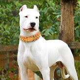 این قلاده سگ دارای چرم PU و سگکهای فلزی یکپارچهسازی با سیستم عامل است. طراحی پرچهای قدیمی سگ را زیباتر میکند.