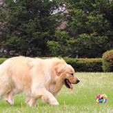 جویدن طبیعت سگ است صرف نظر از اینکه سگ شما چقدر بزرگ باشد، و اسباب بازی های جویدنی سگ به کاهش میل به جویدن کمک می کند و در عین حال به تسکین لثه ها و ارتقای دندان های تمیز کمک می کند