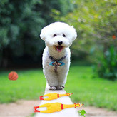 همه اسباب بازی ها زیبا و جذاب به نظر می رسند، نیازهای مختلفی را برای حیوان خانگی شما برآورده می کنند