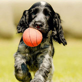 انواع اسباب بازی سگ برای سگ شما وجود دارد، از جمله اسباب بازی سگ پارچه ای قورباغه ای طناب دار، اسباب بازی جویدنی شکل استخوانی با طعم بیکن، اسباب بازی مخمل دار گردن بلند، شکل استخوان لاستیکی جیر جیر، اسباب بازی های جویدنی توله سگ با توپ و شاخه درخت. .