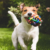 این اسباب بازی های سگ از مواد نرم و غیر سمی ساخته شده اند، بنابراین می توانید سگ خود را با خیال راحت بازی دهید. بادوام، مقاوم در برابر گزش، ایمن و قابل شستشو.