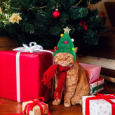 این لباس های حیوان خانگی نیز لباس های جشن تولد سگ شایان ستایش هستند.