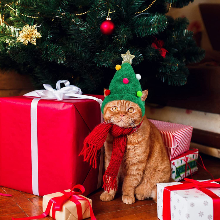 این لباس های حیوان خانگی نیز لباس های جشن تولد سگ شایان ستایش هستند.