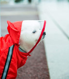 هود شفاف از باد و باران محافظت می کند اما دید را مسدود نمی کند