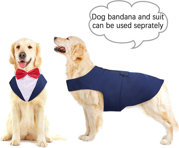 این می تواند شخصیت سگ شما را نشان دهد و توجه دیگران را به خود جلب کند.