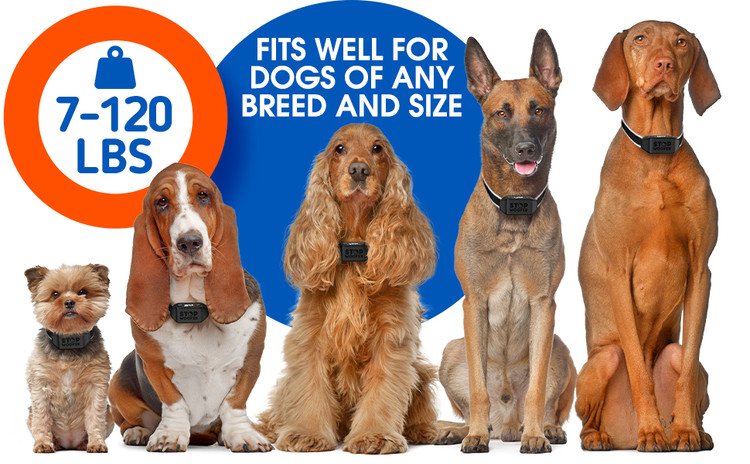 هنگامی که سگ به پارس کردن ادامه می دهد، قلاده پس از 7 سطح اصلاح به مدت 1 دقیقه خاموش می شود. قلاده پارس بدون شوک 100% برای سگ شما بی خطر است