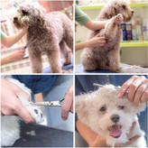 تیغه قیچی بسیار صاف، تیز و بادوام است. این فرآیند اصطکاک را کاهش می دهد تا موهای حیوان خانگی شل شوند، به خصوص در مناطق حساس.