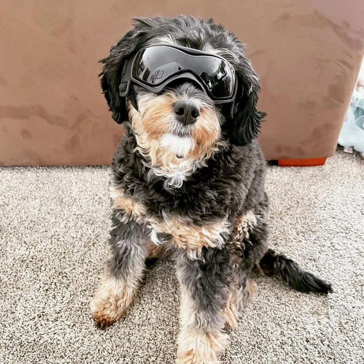 عینک های پیچیده می توانند به خوبی در سر سگ بدون خراشیدن صورت و چشم سگ بمانند.