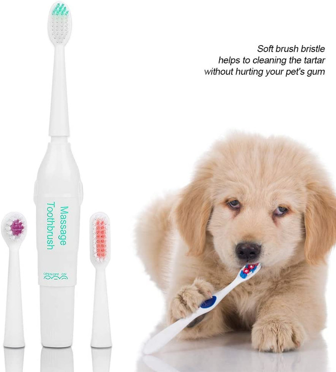 همانطور که همه ما می دانیم که بیماری دندان در واقع می تواند منجر به مشکلاتی در اندام های حیوان خانگی شما شود