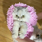 ضخامت مخملی 1 اینچ، کیفیت عالی دارد و پس از چند بار استفاده همیشه نرم و سریع خشک می شود و بدون مشکل ریزش الیاف آزاردهنده مو نمی ریزد. قابل شستشو با دست و ماشین.