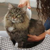 نتایج را می توان درست جلوی چشمان شما دید. کک های مرده یا گیج شده را مستقیماً داخل سطل زباله بیندازید.