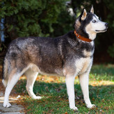 ما از جنس چرم اصل استفاده می کنیم که محو نمی شود و باعث آسیب یا شکستن چرم یقه ایرتگ اپل نمی شود.