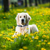 در زندگی روزمره، وقتی حیوان خانگی خود را به خرید، کمپینگ در کوهستان، مسافرت، رفتن به ساحل، پیک نیک در پارک یا پیاده روی در خیابان می برید، دیگر لازم نیست نگران از دست دادن حیوان خانگی خود باشید!
