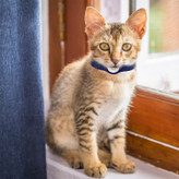 ساخته شده از رزین سیلیکون مایع سازگار با محیط زیست، ضد عرق، مقاوم در برابر خش، سبک وزن، نرم و راحت است.