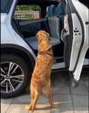 】طراحی انسانی بدون ابزار و روش های دست و پا گیر، صندلی ماشین سگ را می توان در عرض چند دقیقه نصب کرد، برای سفر با سگ شما بسیار مناسب است، بنابراین می توانید با خیال راحت رانندگی کنید.