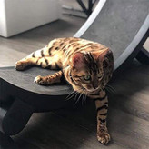 فوم EVA روی سطح در حال اجرا استفاده می شود تا گام های گربه را نرم کند و از گیر کردن پنجه ها جلوگیری کند. می توانید به راحتی چرخ ها را با یک حوله مرطوب پاک کنید یا برای تمیز کردن سریع چرخ ها را با شلنگ پاک کنید.