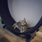 ساخته شده از مواد بسیار سازگار با محیط زیست برای اطمینان از عمر مفید و دوام. ثبات عالی تضمین می کند که گربه از بازی لذت می برد. می تواند وزن 25 پوند را تحمل کند، شما باید خودتان آن را مونتاژ کنید، بسیار ساده