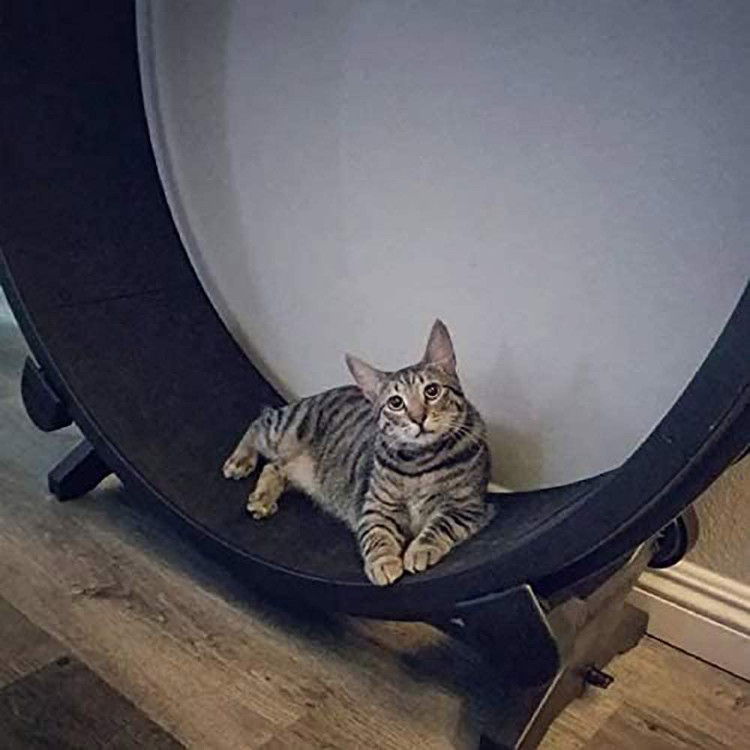 ساخته شده از مواد بسیار سازگار با محیط زیست برای اطمینان از عمر مفید و دوام. ثبات عالی تضمین می کند که گربه از بازی لذت می برد. می تواند وزن 25 پوند را تحمل کند، شما باید خودتان آن را مونتاژ کنید، بسیار ساده