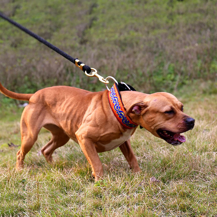 این الگو یک تکنیک گلدوزی سنتی است و الگوی زیبا باعث می شود سگ زیبا و باحال به نظر برسد.