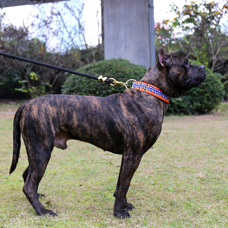 قلاده چهار لایه نایلونی بسیار نرم، محکم و بادوام است.