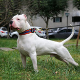 این قلاده سگ دارای 5 گره قابل تنظیم است که می توان قلاده را متناسب با سگ شما تنظیم کرد.