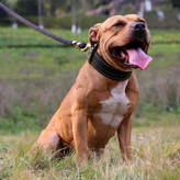 قلاده ضخیم پارچه نایلونی چهار لایه بسیار محکم و راحت است و اصطکاک قلاده را روی پوست سگ کاهش می دهد