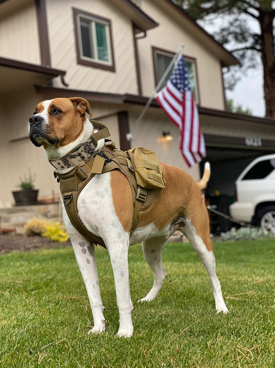 قلاده سگ نظامی ما دارای یک حلقه D فلزی سنگین و سگک دو پین با 5 نقطه قابل تنظیم است
