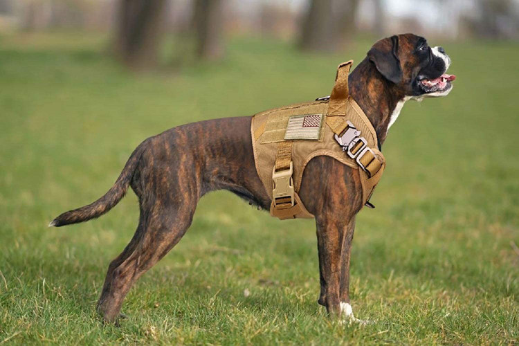 مهار تاکتیکی سگ ما با پارچه آکسفورد 1050 بعدی با تراکم بالا برای دوام بیشتر و مقاومت در برابر خاک/آب/سایش، جلوگیری از جویدن یا پاره شدن ساخته شده است