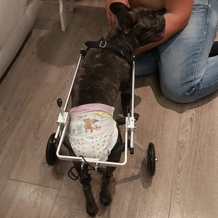 حیوان خانگی میتواند از گاری برای راه رفتن کمکی یا پشتیبانی کامل از پای عقب با تحمل وزن پای عقب صفر استفاده کند.