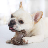 به ما اعتماد کنید، سگ ها می توانند تفاوت را تشخیص دهند.