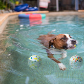 توپهای اسباببازی تعاملی سگ یک توپ تمیزکننده دندان نیز هستند