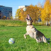 توپ اسباب بازی پرتابی واکشی جهش بالایی دارد که می تواند غریزه شکار آن را تحریک کند و سپس دیوانه وار اسباب بازی را تعقیب کند.